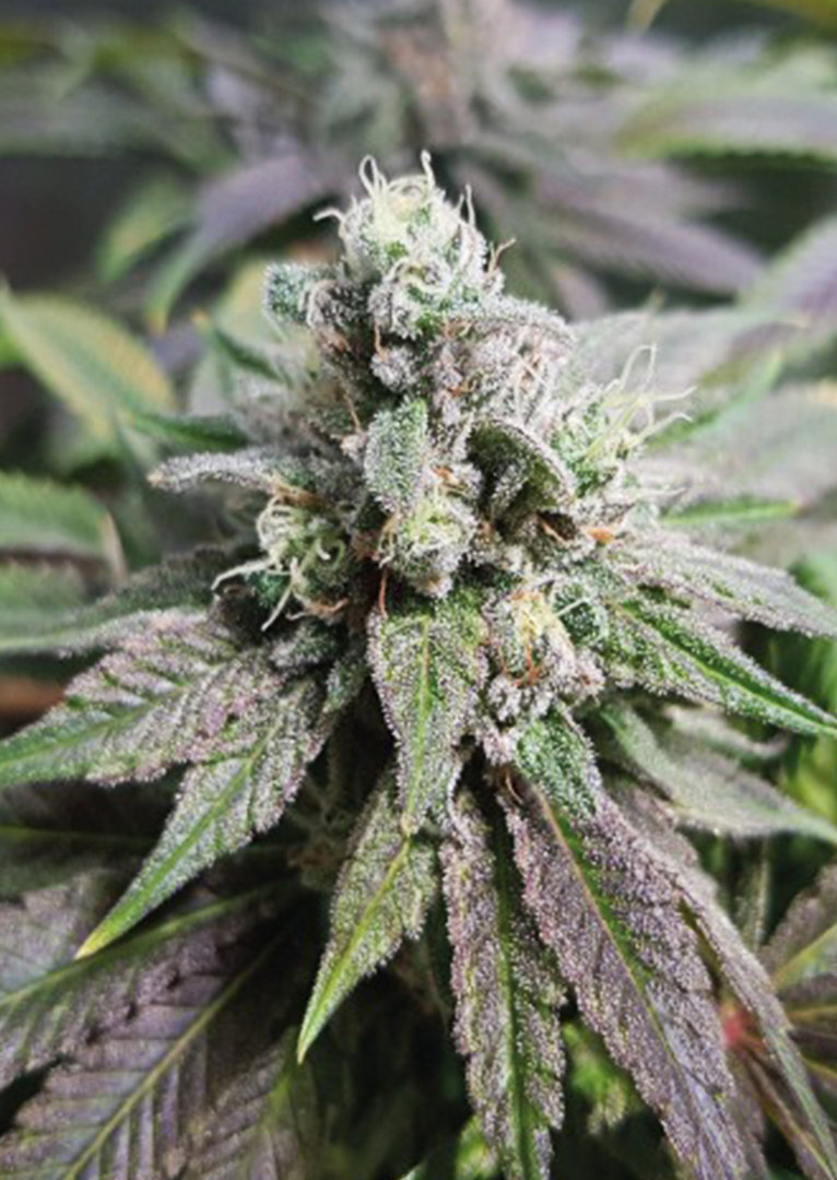 Pineapple Kush Strain Burning Bush Nurseries